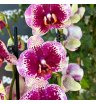 Орхидея фаленопсис с яркой серединкой 3