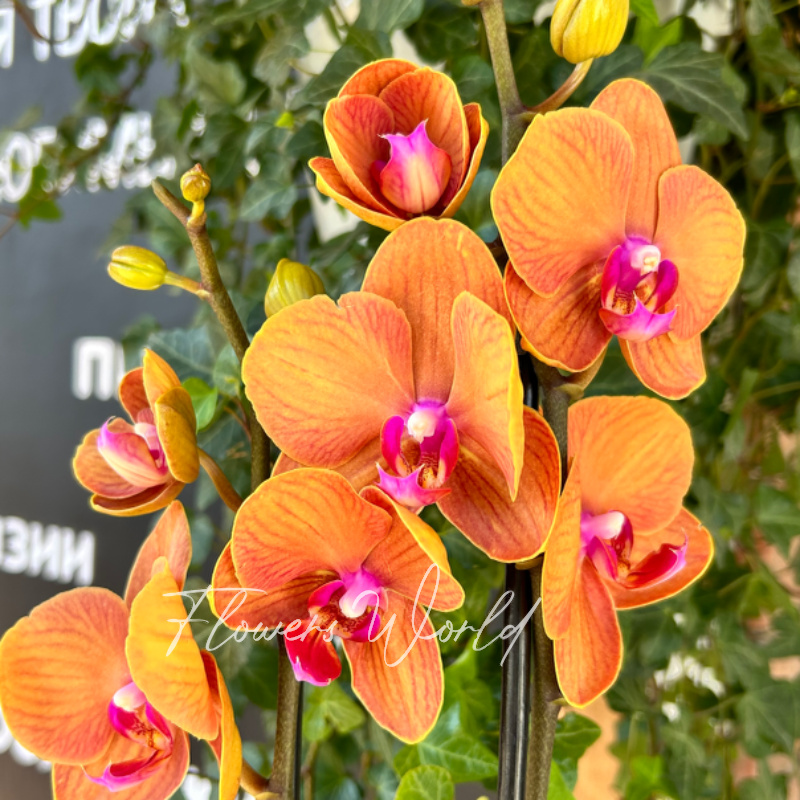 Орхидея фаленопсис оранжевая