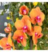Орхидея фаленопсис оранжевая