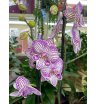 Орхидея сальма