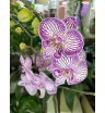 Орхидея сальма 1