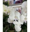 Орхидея белая ночь