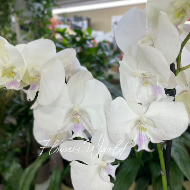 Орхидея белая ночь 1