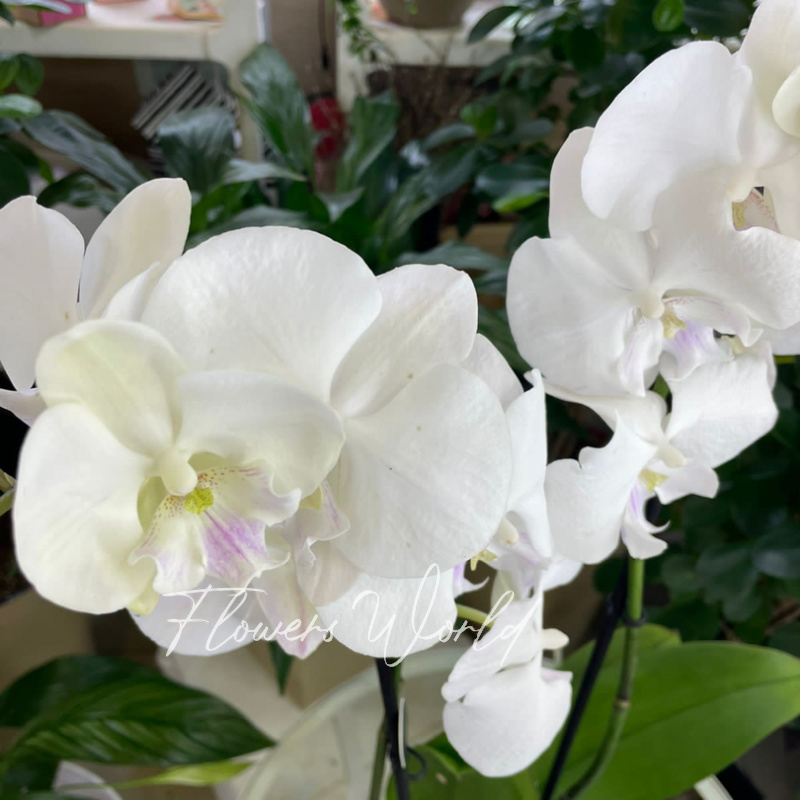 Орхидея белая ночь 2