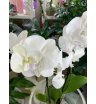 Орхидея белая ночь 2