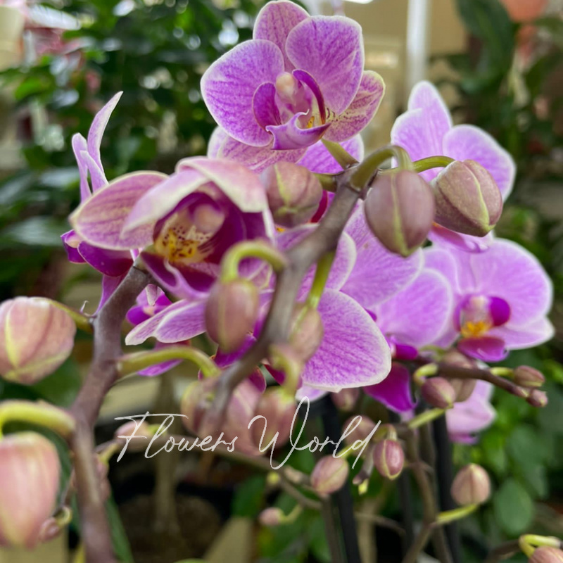 Орхидея мультифлора красотка