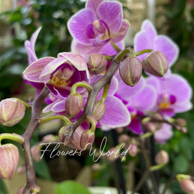 Орхидея мультифлора красотка 1