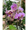 Орхидея мультифлора красотка 1