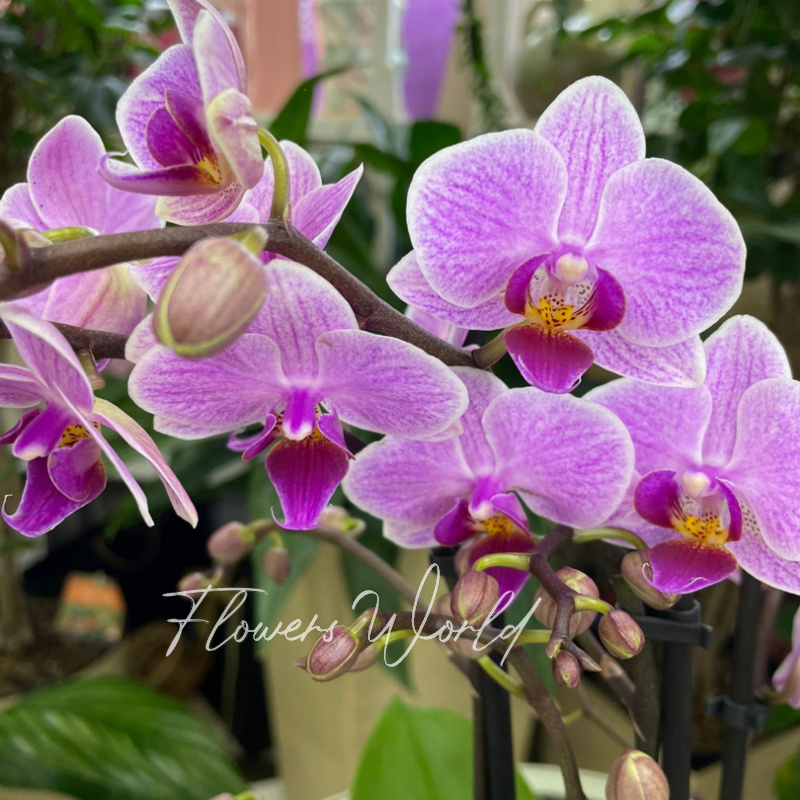 Орхидея мультифлора красотка 2
