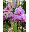 Орхидея мультифлора красотка 2