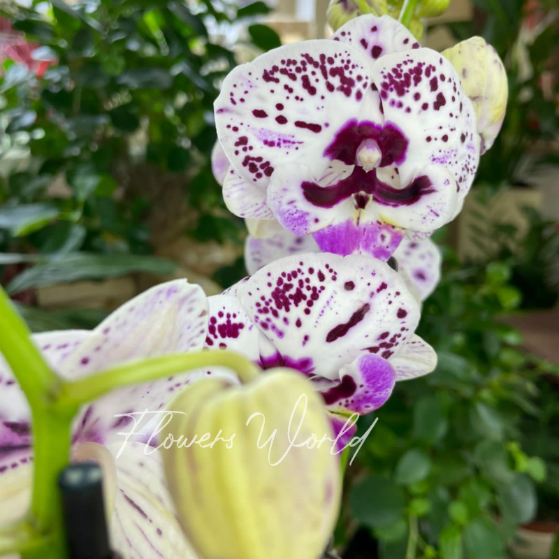 Орхидея в пятнышку 1