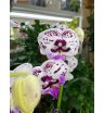 Орхидея в пятнышку 2
