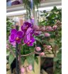 Орхидея мультифлора пурпурная