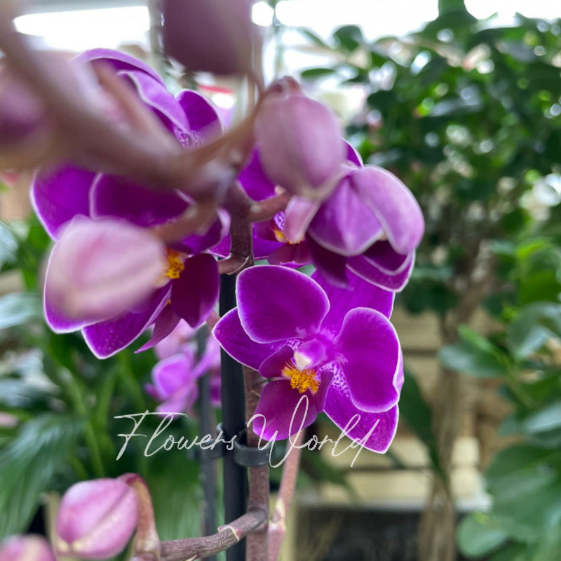 Орхидея мультифлора пурпурная 1