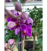 Орхидея мультифлора пурпурная 1