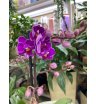 Орхидея мультифлора пурпурная 2
