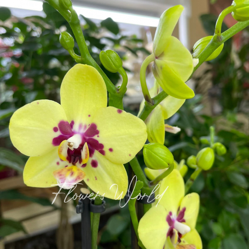 Орхидея мультифлора желтая ночь