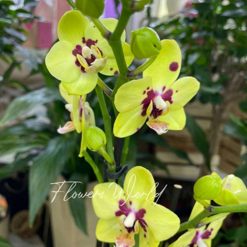 Орхидея мультифлора желтая ночь 1