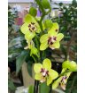 Орхидея мультифлора желтая ночь 1