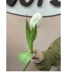 Тюльпан белый