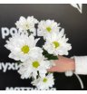 Хризантема ромашковидная