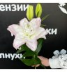 Лилия пионовидная с розовыми краями