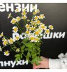 Ромашка