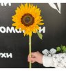Подсолнух 