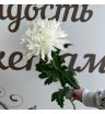 Хризантема крупная белая