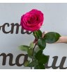 Роза Пинк Флойд 50 см