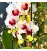 Орхидея - фаленопсис красотка