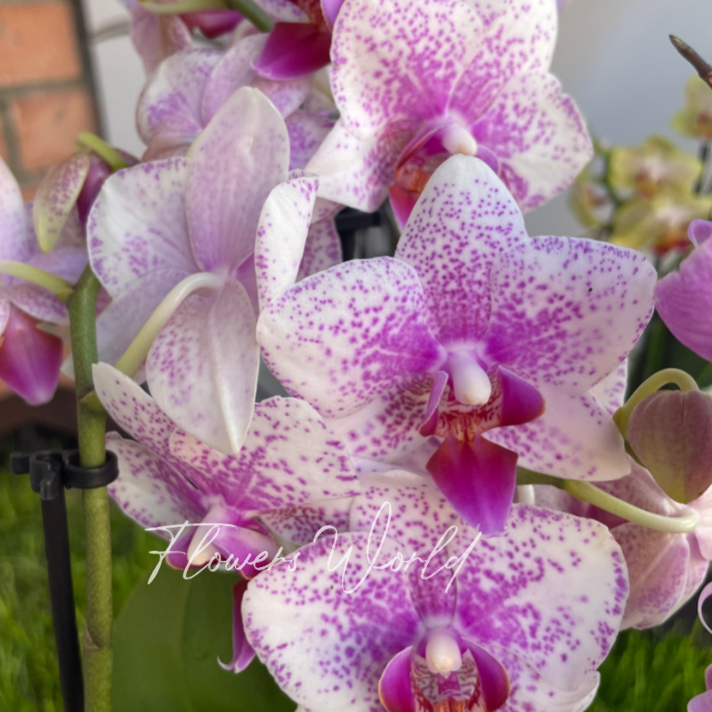 Орхидея Мультифлора день и ночь 