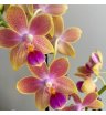 Орхидея мультифлора красочная 