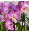 Орхидея мультифлора сиреневая 