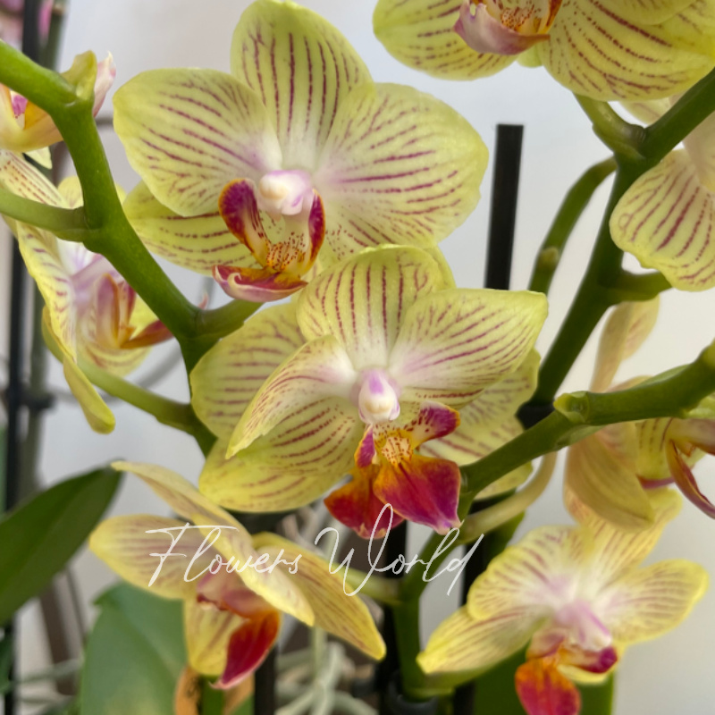 Орхидея мультифлора желтая в полоску