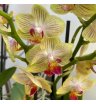 Орхидея мультифлора желтая в полоску