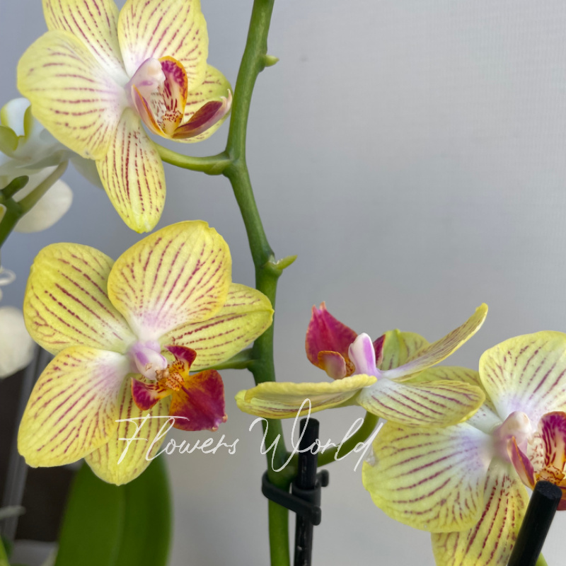 Орхидея мультифлора желтая в полоску 1