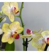 Орхидея мультифлора желтая в полоску 1