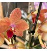Орхидея фаленопсис оранжевая в крапинку 1