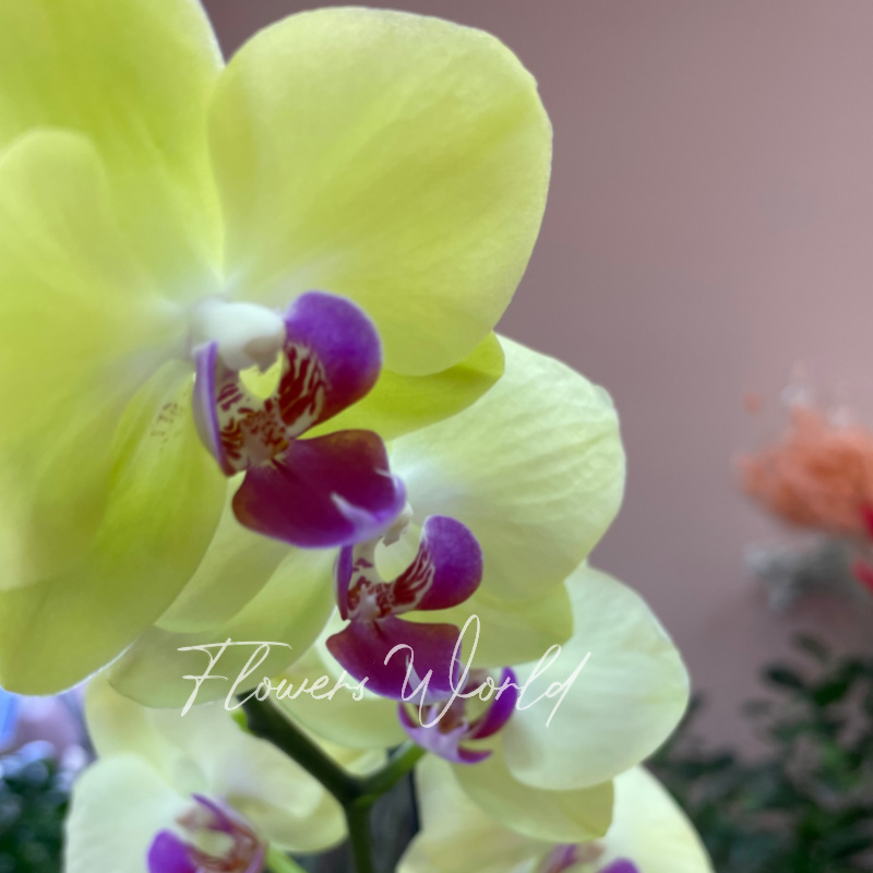 Орхидея фаленопсис мирафлора