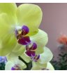 Орхидея фаленопсис мирафлора