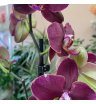Орхидея фаленопсис руж 1