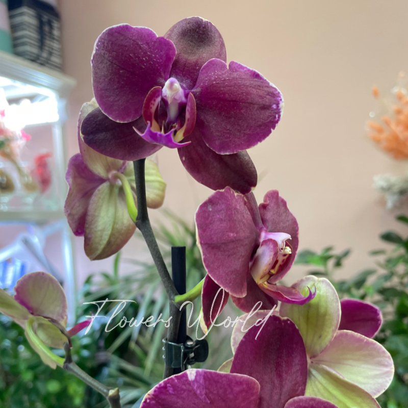 Орхидея фаленопсис руж
