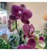 Орхидея фаленопсис руж