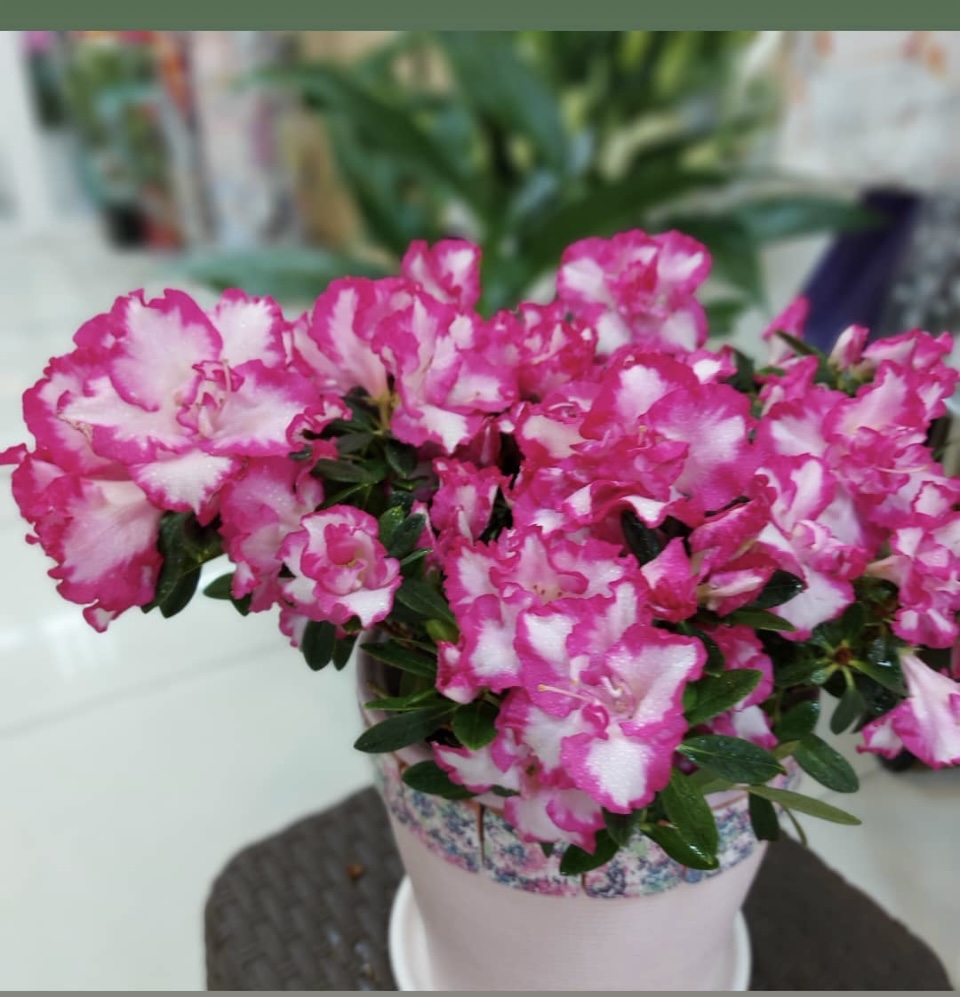 Купить Живые Цветы Чита