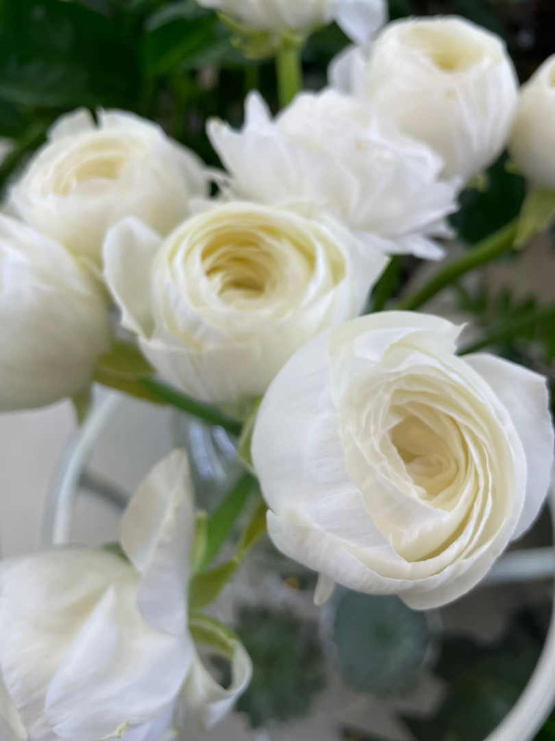 Купить «Ранункулюсы белые» с доставкой в Чите - «Flowers World»